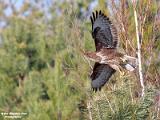 buizerd 2025